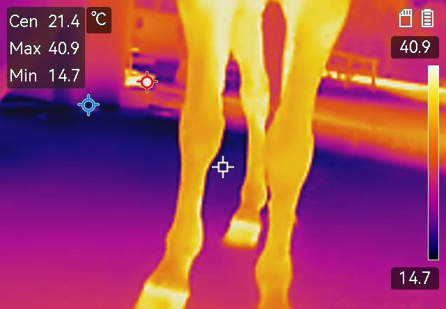 Thermografie Hufe
