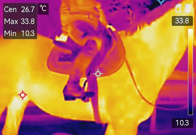 Thermografie - Sattel, Reiter und Pferd