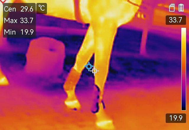 Thermografie Pferd mit Gamaschen und Bandagen. Wie beeinflusst die Ausrüstung das Pferd