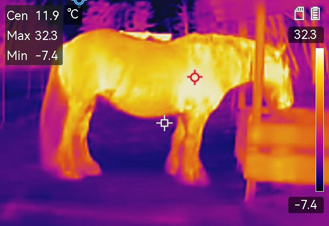 Thermografie Pferd. Ganzkörperaufnahme
