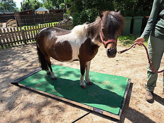 Bild Man mit Pferd auf Pferdewaage