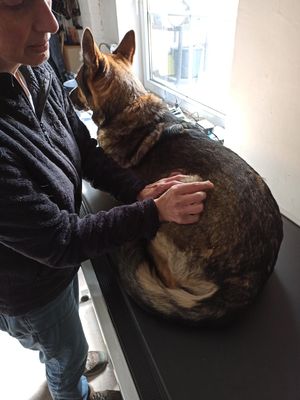 Akupunktur beim Schäferhund